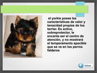 el yorkie posee lasel yorkie posee las
características de valor ycaracterísticas de valor y
tenacidad propias de lostenacidad propias de los
terrier. Es activo,terrier. Es activo,
sobreprotector, lesobreprotector, le
encanta ser el centro deencanta ser el centro de
atención, y no mostraráatención, y no mostrará
el temperamento apacibleel temperamento apacible
que se ve en los perrosque se ve en los perros
falderosfalderos
 