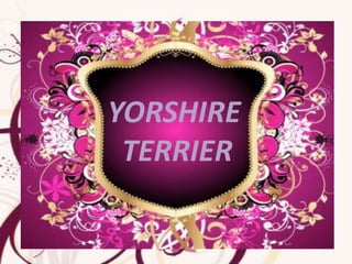 YORSHIRE
 TERRIER
 