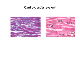 Cardiovascular system
 