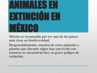 ANIMALES EN
EXTINCIÓN EN
MÉXICO
México es reconocido por ser uno de los países
más ricos en biodiversidad.
Desgraciadamente, muchos de estos animales y
plantas que durante siglos han convivido con
nosotros se encuentran hoy en grave peligro de
extinción.
 
