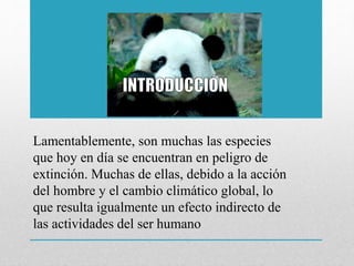 Lamentablemente, son muchas las especies
que hoy en día se encuentran en peligro de
extinción. Muchas de ellas, debido a la acción
del hombre y el cambio climático global, lo
que resulta igualmente un efecto indirecto de
las actividades del ser humano
 