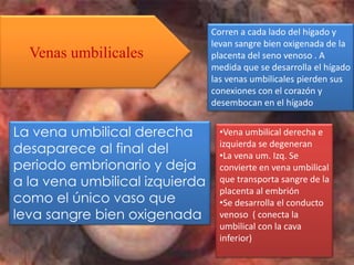 Corren a cada lado del hígado y
                                levan sangre bien oxigenada de la
  Venas umbilicales             placenta del seno venoso . A
                                medida que se desarrolla el hígado
                                las venas umbilicales pierden sus
                                conexiones con el corazón y
                                desembocan en el hígado


La vena umbilical derecha         •Vena umbilical derecha e
desaparece al final del           izquierda se degeneran
                                  •La vena um. Izq. Se
periodo embrionario y deja        convierte en vena umbilical
a la vena umbilical izquierda     que transporta sangre de la
                                  placenta al embrión
como el único vaso que            •Se desarrolla el conducto
leva sangre bien oxigenada        venoso ( conecta la
                                  umbilical con la cava
                                  inferior)
 