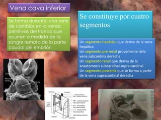 Vena cava inferior
                             Se constituye por cuatro
Se forma durante una serie
de cambios en la venas       segmentos
primitivas del tronco que
ocurren a medida de la
sangre remota de la parte    Un segmento hepático que deriva de la vena
caudal del embrión           hepática
                             Un segmento pre renal proveniente dela
                             vena subcardina derecha
                             Un segmento renal que deriva de la
                             anastomosis subcaridnal supra cardinal
                             Un segmento posrenla que se forma a partir
                             de la vena supracardinal derecha
 