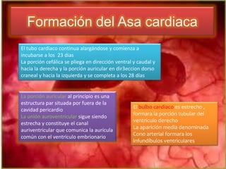 Formación del Asa cardiaca
El tubo cardiaco continua alargándose y comienza a
incubarse a los 23 dias
La porción cefálica se pliega en dirección ventral y caudal y
hacia la derecha y la porción auricular en dir3eccion dorso
craneal y hacia la izquierda y se completa a los 28 días


La porción auricular al principio es una
estructura par situada por fuera de la
                                                  El bulbo cardiaco es estrecho ,
cavidad pericardio
                                                  formara la porción tubular del
La unión auroventricular sigue siendo
                                                  ventrículo derecho
estrecha y constituye el canal
                                                  La aparición media denominada
auriventricular que comunica la aurícula
                                                  Cono arterial formara los
común con el ventrículo embrionario
                                                  infundíbulos ventriculares
 