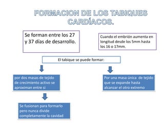 Se forman entre los 27                       Cuando el embrión aumenta en
      y 37 días de desarrollo.                     longitud desde los 5mm hasta
                                                   los 16 o 17mm.


                           El tabique se puede formar:



por dos masas de tejido                              Por una masa única de tejido
de crecimiento activo se                             que se expande hasta
aproximan entre si                                   alcanzar el otro extremo



   Se fusionan para formarlo
   pero nunca divide
   completamente la cavidad
 