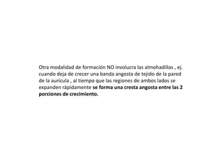 Otra modalidad de formación NO involucra las almohadillas , ej.
cuando deja de crecer una banda angosta de tejido de la pared
de la aurícula , al tiempo que las regiones de ambos lados se
expanden rápidamente se forma una cresta angosta entre las 2
porciones de crecimiento.
 