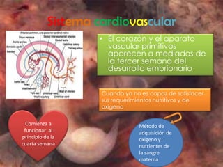 Sistema cardiovascular
                   • El corazón y el aparato
                     vascular primitivos
                     aparecen a mediados de
                     la tercer semana del
                     desarrollo embrionario


                    Cuando ya no es capaz de satisfacer
                    sus requerimientos nutritivos y de
                    oxigeno


  Comienza a                    Método de
 funcionar al                   adquisición de
principio de la                 oxigeno y
cuarta semana                   nutrientes de
                                la sangre
                                materna
 