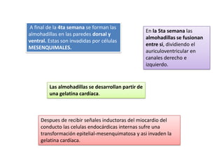 A final de la 4ta semana se forman las
                                                     En la 5ta semana las
almohadillas en las paredes dorsal y
                                                     almohadillas se fusionan
ventral. Estas son invadidas por células
                                                     entre si, dividiendo el
MESENQUIMALES.
                                                     auriculoventricular en
                                                     canales derecho e
                                                     izquierdo.



         Las almohadillas se desarrollan partir de
         una gelatina cardíaca.



     Despues de recibir señales inductoras del miocardio del
     conducto las celulas endocárdicas internas sufre una
     transformación epitelial-mesenquimatosa y asi invaden la
     gelatina cardíaca.
 