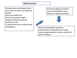 Ostium primum

Cuando crece este tabique como                  El primer tabique se fusiona
una cortina se forma una abertura               con las almohadillas hasta
grande.                                         formar un tabique primitivo
Forma de media luna.
Permite el paso de sangre
oxigenada desde la auricula
derecha a la izq.
El tamaño de este se reduce hasta
desaparecer.                          Antes de desaparecer aparecen
                                      perforaciones producidas por muerte
                                      celular programada en la parte central del
                                      primer tabique.
 