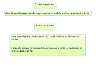 El ostium secundum


Garantiza un flujo continuo de sangre oxigenada desde la aurícula derecha a izquierda.



                              Septum secundum



     Crece desde la pared ventrocraneal de la aurícula derecha del Septum
     primum.


     El segundo tabique forma una división incompleta entre las aurículas y se
     forma un agujero oval.
 