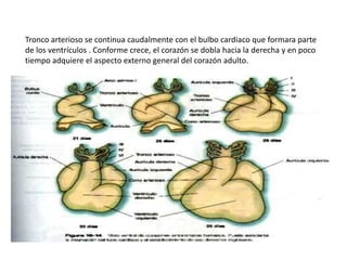 Tronco arterioso se continua caudalmente con el bulbo cardiaco que formara parte
de los ventrículos . Conforme crece, el corazón se dobla hacia la derecha y en poco
tiempo adquiere el aspecto externo general del corazón adulto.
 