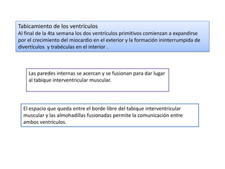 Tabicamiento de los ventrículos
Al final de la 4ta semana los dos ventrículos primitivos comienzan a expandirse
por el crecimiento del miocardio en el exterior y la formación ininterrumpida de
divertículos y trabéculas en el interior .



    Las paredes internas se acercan y se fusionan para dar lugar
    al tabique interventricular muscular.




  El espacio que queda entre el borde libre del tabique interventricular
  muscular y las almohadillas fusionadas permite la comunicación entre
  ambos ventrículos.
 