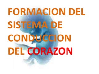 FORMACION DEL
SISTEMA DE
CONDUCCION
DEL CORAZON
 