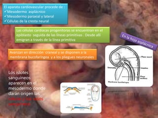 El aparata cardiovascular procede de :
Mesodermo asplácnico
Mesodermo paraxial y lateral
Células de la cresta neural

       Las células cardiacas progenitoras se encuentran en el
       epiblasto seguida de las líneas primitivas . Desde allí
       emigran a través de la línea primitiva


   Avanzan en dirección craneal y se disponen a la
   membrana bucofaríngea y a los pliegues neuronales


  Los islotes
  sanguíneos
  aparecen en el
  mesodermo donde
  darán origen las
  células y los vasos
  sanguíneos
 
