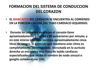 FORMACION DEL SISTEMA DE CONDUCCION
             DEL CORAZON
• EL MARCAPSO DEL CORAZON SE ENCUENTRA AL COMIENZO
  EN LA PORCION CAUDAL DEL TUBO CARDIACO IZQUIERDO.

• Durante los períodos de reposo el corazón tiene
  aproximadamente entre 60 y 80 pulsaciones por minuto, y
  en este mismo intervalo bombea aproximadamente cinco
  litros de sangre. El estímulo que mantiene este ritmo es
  completamente autorregulado. Incrustada en la aurícula
  derecha se encuentra una masa de tejido cardíacos
  especializados que recibe el nombre de nodo sinusal o
  ganglio senoauricular (SA).
 