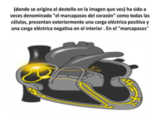 (donde se origina el destello en la imagen que ves) ha sido a
veces denominado "el marcapasos del corazón" como todas las
células, presentan exteriormente una carga eléctrica positiva y
una carga eléctrica negativa en el interior . En el "marcapasos"
 