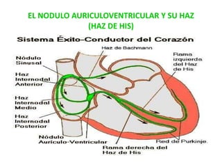 EL NODULO AURICULOVENTRICULAR Y SU HAZ
              (HAZ DE HIS)
 