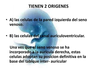 TIENEN 2 ORIGENES

• A) las celulas de la pared izquierda del seno
  venoso.

• B) las celulas del canal auriculoventricular.

  Una ves que el seno venoso se ha
  incorporado a la auricula derecha, estas
  celulas adoptan su posicion definitiva en la
  base del tabique inter- auricular
 
