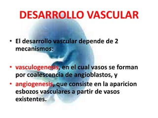 DESARROLLO VASCULAR

• El desarrollo vascular depende de 2
  mecanismos:

• vasculogenesis, en el cual vasos se forman
  por coalescencia de angioblastos, y
• angiogenesis, que consiste en la aparicion
  esbozos vasculares a partir de vasos
  existentes.
 