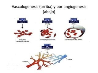 Vasculogenesis (arriba) y por angiogenesis
                 (abajo)
 