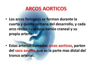 ARCOS AORTICOS
• Los arcos faringeos se forman durante la
  cuarta y quinta semana del desarrollo, y cada
  arco recibe su propio nervio craneal y su
  propia arteria.

• Estas arterias llamadas arcos aorticos, parten
  del saco aortico que es la parte mas distal del
  tronco arterial.
 