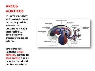 ARCOS
AORTICOS
Los arcos faringeos
se forman durante
la cuarta y quinta
semana del
desarrollo, y cada
arco recibe su
propio nervio
craneal y su propia
arteria.

Estas arterias
llamadas arcos
aorticos, parten del
saco aortico que es
la parte mas distal
del tronco arterial.
 