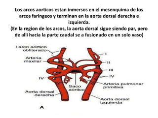 Los arcos aorticos estan inmersos en el mesenquima de los
    arcos faringeos y terminan en la aorta dorsal derecha e
                             izquierda.
(En la region de los arcos, la aorta dorsal sigue siendo par, pero
  de alli hacia la parte caudal se a fusionado en un solo vaso)
 