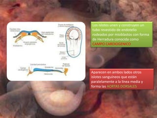 Los islotes unen y construyen un
tubo revestido de endotelio
rodeados por mioblastos con forma
de Herradura conocida como
CAMPO CARDIOGENICO




Aparecen en ambos lados otros
islotes sanguíneos que están
paralelamente a la línea media y
forma las AORTAS DORSALES
 