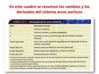 En este cuadro se resumen los cambios y los
    derivados del sistema arcos aorticos
 