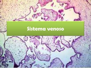 Sistema venoso
 