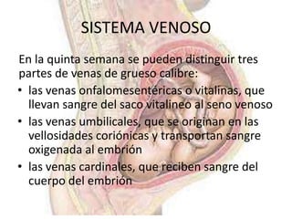 SISTEMA VENOSO
En la quinta semana se pueden distinguir tres
partes de venas de grueso calibre:
• las venas onfalomesentéricas o vitalinas, que
  llevan sangre del saco vitalineo al seno venoso
• las venas umbilicales, que se originan en las
  vellosidades coriónicas y transportan sangre
  oxigenada al embrión
• las venas cardinales, que reciben sangre del
  cuerpo del embrión
 