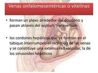 Venas onfalomesentéricas o vitelinas

• forman un plexo alrededor del doudeno y
  pasan através del septum transversum

• los cordones hepáticos que se forman en el
  tabique interrumpen el recorrido de las venas
  y se constituye una extensa red vascular, la de
  los sinusoides hepáticos
 