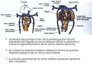  al producirse la reducción de la prolongación sinusal
  izquierda del hígado es recanalizada hacia la derecha y
  causa el agrandamiento de la vena vitelina derecha

 el conducto hepatocardíaco derecho forma la porción
  hepatocardíaca de la vena cava inferior

 la porción proximal de la vena vitelina izquierda aparece
  por completo
 