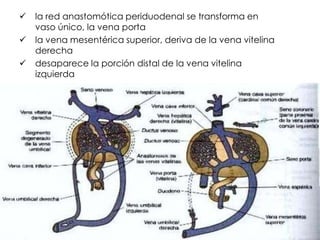    la red anastomótica periduodenal se transforma en
    vaso único, la vena porta
   la vena mesentérica superior, deriva de la vena vitelina
    derecha
   desaparece la porción distal de la vena vitelina
    izquierda
 