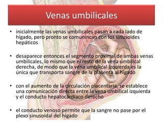 Venas umbilicales
• inicialmente las venas umbilicales pasan a cada lado de
  hígado, pero pronto se comunincan con los sinusoides
  hepáticos

• desaparece entonces el segmento proximal de ambas venas
  umbilicales, lo mismo que el resto de la vena umbilical
  derecha, de modo que la vena umbilical izquierda es la
  única que transporta sangre de la plasenta al hígado

• con el aumento de la circulación placentaria, se establece
  una comunicación directa entre la vena umbilical izquierda
  y el conducto hepatocárdiaco derecho

• el conducto venoso permite que la sangre no pase por el
  plexo sinusoidal del higado
 
