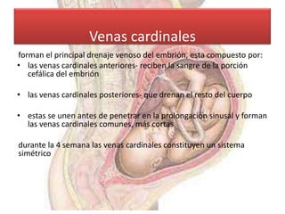 Venas cardinales
forman el principal drenaje venoso del embrión, esta compuesto por:
• las venas cardinales anteriores- reciben la sangre de la porción
   cefálica del embrión

• las venas cardinales posteriores- que drenan el resto del cuerpo

• estas se unen antes de penetrar en la prolongación sinusal y forman
  las venas cardinales comunes, más cortas

durante la 4 semana las venas cardinales constituyen un sistema
simétrico
 