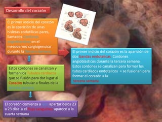 Desarrollo del corazón

 El primer indicio del corazón
 es la aparición de unas
 hisleras endotilicas pares,
 llamados Cordones
 angioblasticos en el
 mesodermo cargiogenuico
 durante la Tercera Semana               El primer indicio del corazón es la aparición de
                                         dos bandas endotelicas Cordones
                                         angioblasticos durante la tercera semana
  Estos cordones se canalizan y          Estos cordones se canalizan para formar los
  forman los Túbulos cardiacos           tubos cardiacos endotelicos = se fusionan para
  que se fusión para dar lugar al        formar el corazón a la
  Corazón tubular a finales de la         tercera semana
  tercera semana



El corazón comienza a latir apartar delos 23
a 23 días y el flujo sanguíneo aparece a la
cuarta semana
 