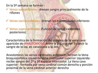 En la 5º semana se forman :
 Venas subcardinales- drenan sangre principalmente de lo
  riñones

 Venas sacrocardinales- drenan las extremidades inferiores

 Venas supracardinales (función de venas cardinales
  posteriores)

Característica de la formación del sistema de la vena cava:
aparición de ANASTOMOSIS entre la izq. y la der. Es decir la
sangre de la izq. es canalizada a la der.

Anastomosis las venas cardinales anteriores forman la Vena
braquiocefálica izquierda Vena intercostal superior izquierda:
recibe sangre del 2º y 3º espacio intercostal. La Vena cava
superior : formada por vena cardinal común derecha y porción
proximal de la vena cardinal anterior derecha
 