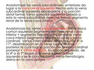 Anastomosis las venas subcardinales anteriores da
lugar a la Vena renal izquierda Hecho esto la vena
subcardinal izquierda desaparece y su porción
distal forma: Vena gonadal izquierda Debido a
esto la vena subcardinal derecha forma: segmento
renal de la vena cava inferior.

Anastomosis las venas sacrocardinales Vena ilíaca
común izquierda Segmento renal de vena cava
inferior + segmento hepático = Completa Vena
cava inferior (segmento hepático: renal y sacro
cardinal). Venas intercostales derechas , de 4º a
11º, desembocan en la vena supracardinal
posterior la cual mas la porción de la vena cardinal
posterior = VENA ÁCIGOS. En el lado izquierdo, de
la 4º a la 7º llegan a la vena supracardinal
izquierda y se le conoce como Vena hemiácigos,
drena en la vena ácigos
 