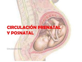 CIRCULACIÓN PRENATAL
Y POSNATAL


Circulación fetal
 