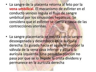 • La sangre de la placenta retorna al feto por la
  vena umbilical. El mecanismo de esfínter en el
  conducto venoso regula el flujo de sangre
  umbilical por los sinusoides hepáticos. Se
  considera que el esfínter se cierra a causa de las
  contracciones uterinas.

• La sangre placentaria se mezcla con la sangre
  desoxigenada y desemboca en la aurícula
  derecha. Es guiada hacia el agujero oval por la
  válvula de la vena cava inferior y pasa a la
  aurícula izquierda. Una pequeña porción no
  pasa por que se lo impide la crista dividens y
  permanece en la aurícula derecha
 