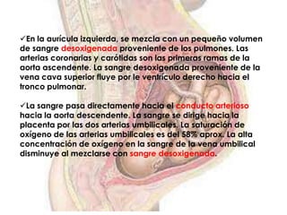 En la aurícula izquierda, se mezcla con un pequeño volumen
de sangre desoxigenada proveniente de los pulmones. Las
arterias coronarias y carótidas son las primeras ramas de la
aorta ascendente. La sangre desoxigenada proveniente de la
vena cava superior fluye por le ventrículo derecho hacia el
tronco pulmonar.

La sangre pasa directamente hacia el conducto arterioso
hacia la aorta descendente. La sangre se dirige hacia la
placenta por las dos arterias umbilicales. La saturación de
oxígeno de las arterias umbilicales es del 58% aprox. La alta
concentración de oxígeno en la sangre de la vena umbilical
disminuye al mezclarse con sangre desoxigenada.
 