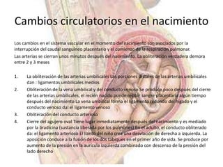 Cambios circulatorios en el nacimiento
Los cambios en el sistema vascular en el momento del nacimiento son asociados por la
interrupción del caudal sanguíneo placentario y el comienzo de la respiración pulmonar.
Las arterias se cierran unos minutos después del nacimiento. La obliteración verdadera demora
entre 2 y 3 meses

1.    La obliteración de las arterias umbilicales Las porciones distales de las arterias umbilicales
      dan : ligamentos umbilicales medios
2.    Obliteración de la vena umbilical y del conducto venoso Se produce poco después del cierre
      de las arterias umbilicales, el recién nacido puede recibir sangre placentaria algún tiempo
      después del nacimiento La vena umbilical forma el ligamento redondo del hígado y el
      conducto venoso da: el ligamento venoso
3.    Obliteración del conducto arterioso
4.    Cierre del agujero oval Tiene lugar inmediatamente después del nacimiento y es mediado
      por la bradicina (sustancia liberada por los pulmones) En el adulto, el conducto obliterado
      da: el ligamento arterioso El llanto del niño crea una desviación de derecha a izquierda. La
      aposición conduce a la fusión de los dos tabiques en el primer año de vida. Se produce por
      aumento de la presión en la aurícula izquierda combinado con descenso de la presión del
      lado derecho
 