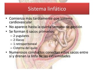 Sistema linfático
• Comienza más tardíamente que sistema
  cardiovascular
• No aparece hasta la quinta semana de gestión
• Se forman 6 sacos primarios:
  –   2 yugulares
  –   2 ilíacas
  –   1 retroperitoneal
  –   Cisterna del quilo
• Numerosos conductos conectan estos sacos entre
  sí y drenan la linfa de las extremidades
 