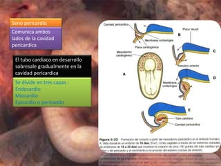 Seno pericardio
Comunica ambos
lados de la cavidad
pericardica

 El tubo cardiaco en desarrollo
 sobresale gradualmente en la
 cavidad pericardica
 Se divide en tres capas :
 Endocardio
 Miocardio
 Epicardio o pericardio
 