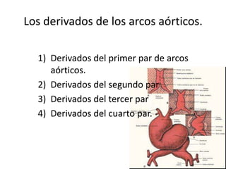 Los derivados de los arcos aórticos.

  1) Derivados del primer par de arcos
     aórticos.
  2) Derivados del segundo par
  3) Derivados del tercer par
  4) Derivados del cuarto par.
 