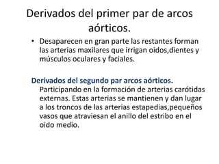 Derivados del primer par de arcos
            aórticos.
 • Desaparecen en gran parte las restantes forman
   las arterias maxilares que irrigan oidos,dientes y
   músculos oculares y faciales.

 Derivados del segundo par arcos aórticos.
   Participando en la formación de arterias carótidas
   externas. Estas arterias se mantienen y dan lugar
   a los troncos de las arterias estapedias,pequeños
   vasos que atraviesan el anillo del estribo en el
   oido medio.
 