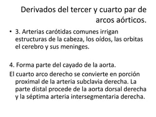Derivados del tercer y cuarto par de
                          arcos aórticos.
• 3. Arterias carótidas comunes irrigan
  estructuras de la cabeza, los oídos, las orbitas
  el cerebro y sus meninges.

4. Forma parte del cayado de la aorta.
El cuarto arco derecho se convierte en porción
   proximal de la arteria subclavia derecha. La
   parte distal procede de la aorta dorsal derecha
   y la séptima arteria intersegmentaria derecha.
 