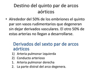 Destino del quinto par de arcos
               aórticos
• Alrededor del 50% de los embriones el quinto
  par son vasos rudimentarios que degeneran
  sin dejar derivados vasculares. El otro 50% de
  estas arterias no llegan a desarrollarse.

    Derivados del sexto par de arcos
    aórticos
   1)   Arteria pulmonar izquierda
   2)   Conducto arterioso
   1.   Arteria pulmonar derecha
   2.   La parte distral del arco degenera.
 