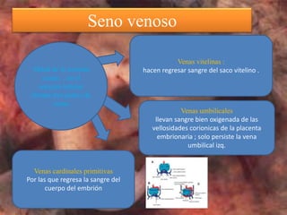 Seno venoso

                                               Venas vitelinas :
 Mitad de la semana                 hacen regresar sangre del saco vitelino .
    cuarta , en el
   corazón tubular
 drenan tres partes de
        venas
                                                 Venas umbilicales
                                        llevan sangre bien oxigenada de las
                                       vellosidades corionicas de la placenta
                                         embrionaria ; solo persiste la vena
                                                   umbilical izq.


  Venas cardinales primitivas
Por las que regresa la sangre del
       cuerpo del embrión
 